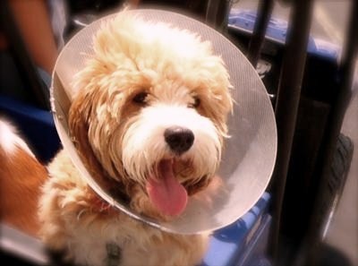 Ολα όσα πρέπει να ξέρετε για τη στείρωση των ζώων