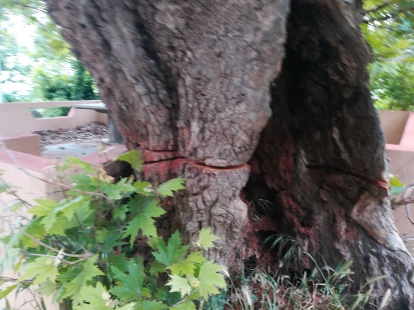 ΟΚΤΩΝΙΑ: Ασυνείδητοι «σακάτεψαν» τον πλάτανο με πριόνι!