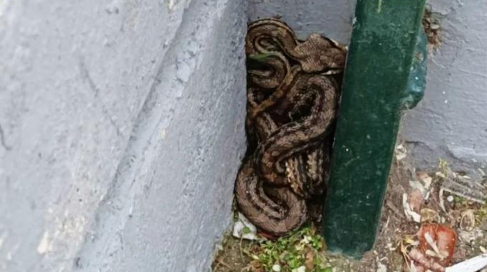 Βρέθηκε λαφιάτης σε προαύλιο σχολείου - Είναι το μεγαλύτερο φίδι που συναντάται στην Ελλάδα