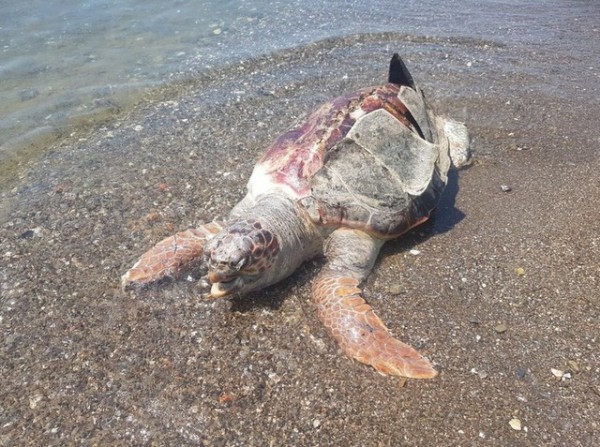 ΣΤΕΡΕΑ ΕΛΛΑΔΑ: Εντοπίστηκε νεκρή χελώνα καρέτα-καρέτα