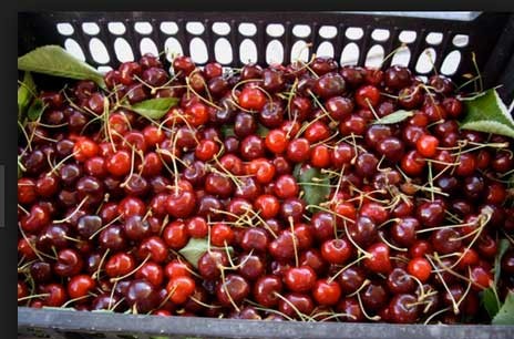 ΚΕΔΙΚΟΓΛΟΥ: Αποζημιώνονται οι  παραγωγοί κερασιού στην Εύβοια