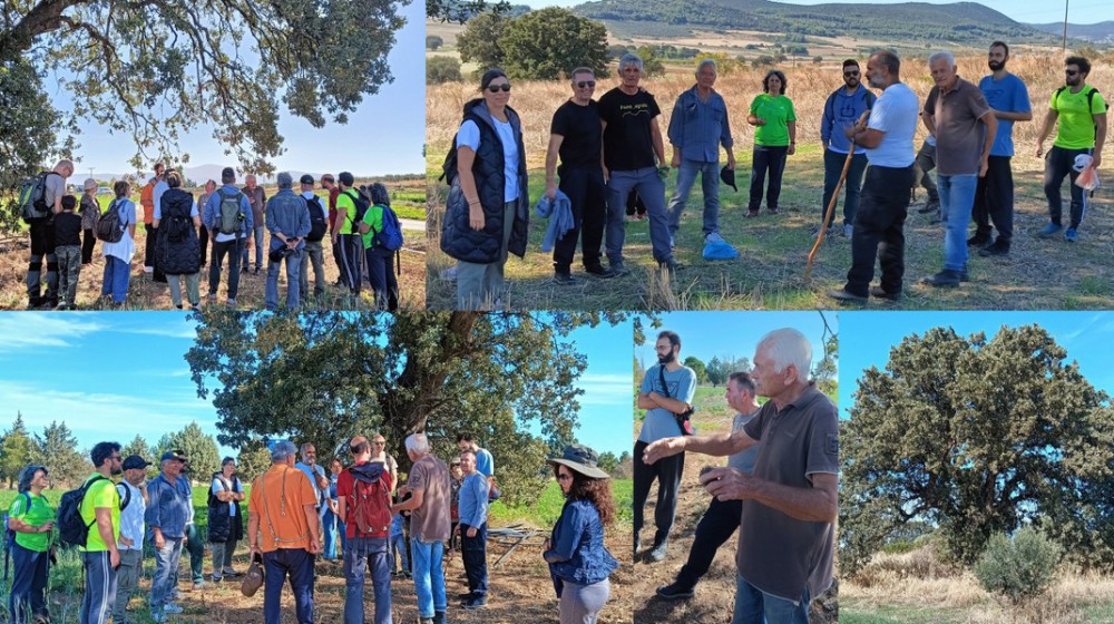 ΣΥΛΛΟΓΟΣ ΣΙΔΕΡΙΤΗΣ: Δράση στις αιωνόβιες βελανιδιές στην περιοχή της Οινόης και του Αγίου Θωμά