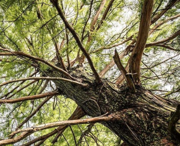 ΛΙΜΝΗ ΕΥΒΟΙΑ: Πεύκο καταπλάκωσε υλοτόμο