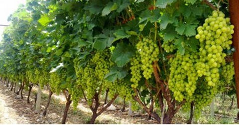 ΓΕΩΡΓΙΑ: Ξεκίνησαν οι αιτήσεις για την φύτευση οινοποιήσιμων ποικιλιών αμπέλου
