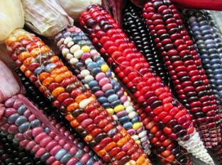 Ανταλλαγή σπόρων χωρίς χρήματα στο Δύστο