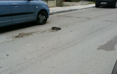 Άλλες δύο γάτες έγιναν...χαλκομανία