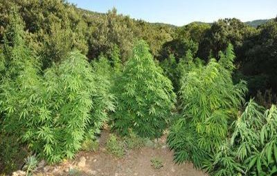 Πήγε να φροντίσει το χασίς και τον τσίμπησαν!