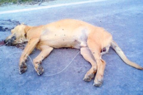 Σκότωσε με καραμπίνα σκυλί στην Ερέτρια