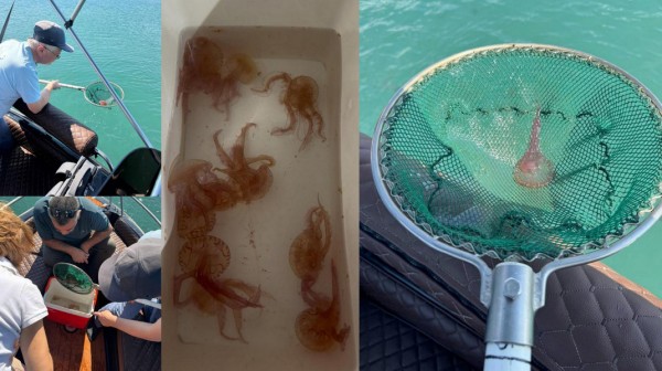 ΕΥΒΟΙΑ: Τι φταίει για την παρατεταμένη παρουσία μωβ μεδουσών στο Βόρειο Ευβοϊκό κόλπο