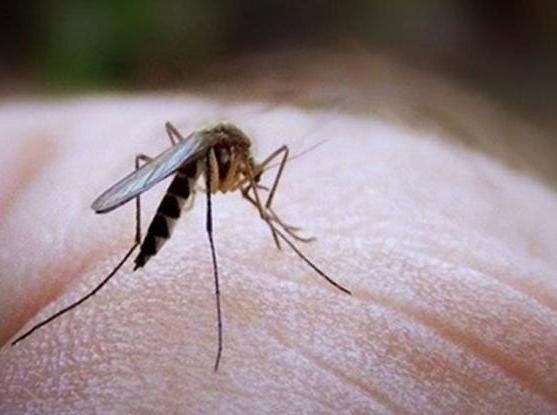 Πέντε κρούσματα λοίμωξης από τον ιό του Δυτικού Νείλου στην Ελλάδα το 2019