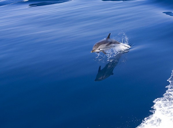 ΒΑΛΟΠΟΥΛΑ ΧΑΛΚΙΔΑΣ: Δελφίνι κάνει παιχνίδια δίπλα σε λουόμενους (ΒΙΝΤΕΟ)