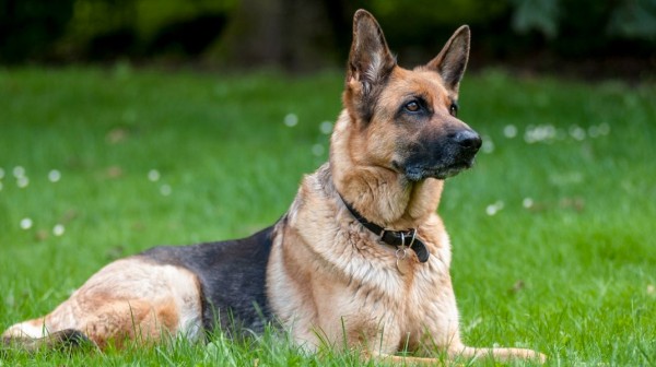 Το ένστικτο του σκύλου