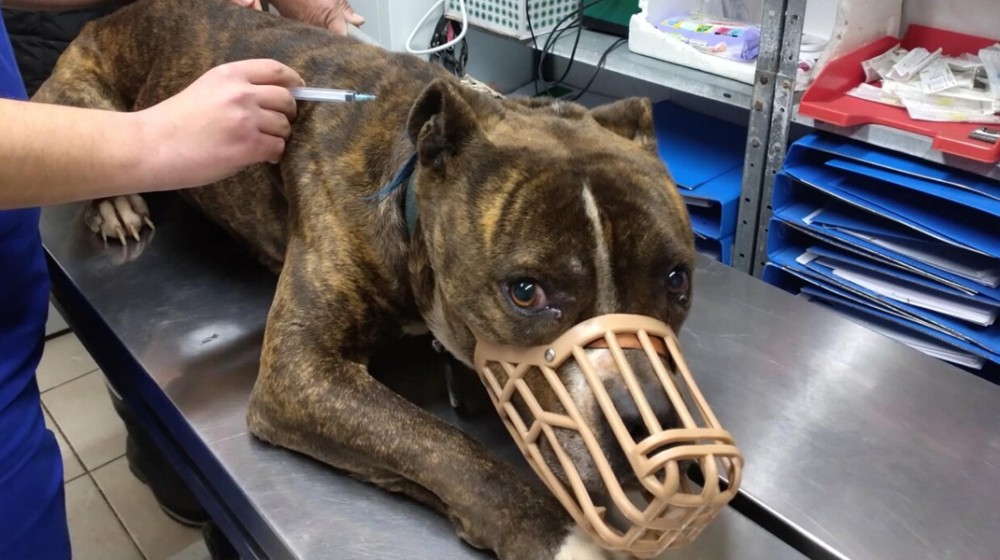 Τριάντα αιτήματα υιοθεσίας για το πίτμπουλ που σκότωσε τον 2χρονο στη Ζάκυνθο