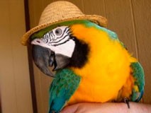 Ενας παπαγάλος στο αεροδρόμιο