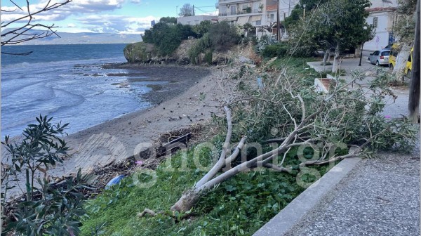 ΧΑΛΚΙΔΑ: Η κακοκαιρία Bettina ξερίζωσε δέντρα