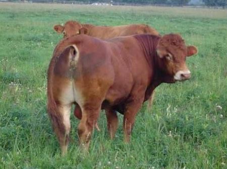 Μεσσαπία: Του έκλεψαν τα μοσχάρια!