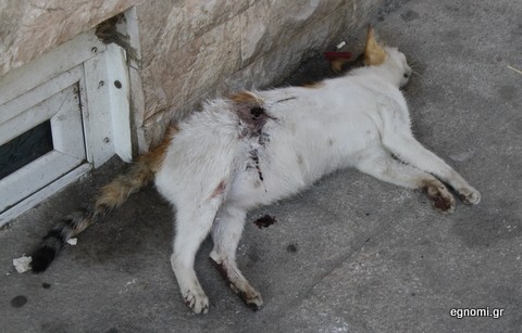 Γέμισε ψόφιες γάτες η Χαλκίδα