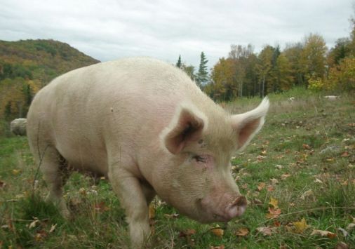 Πρόγραμμα επιτήρησης της κλασικής πανώλης των χοίρων και της φυσαλιδώδους νόσου των χοίρων