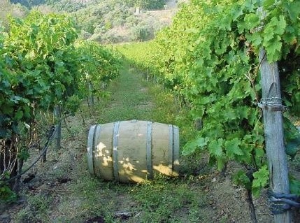 ΕΥΒΟΙΑ: Οι αμπελουργοί πρέπει να κάνουν δηλώσεις συγκομιδής σταφυλιών