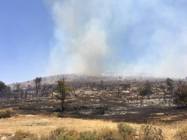 Και από αέρος οι προσπάθειες κατάσβεσης της πυρκαγιάς στο Δοκό Χαλκίδας (video)