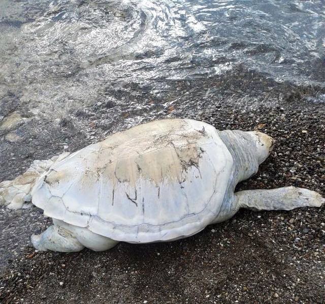 Αμάρυνθος: Δεύτερη θαλάσσια χελώνα νεκρή