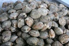 Κατασχέθηκαν 70 κιλά ακατάλληλα οστρακοειδή από το Λιμεναρχείο Χαλκίδας