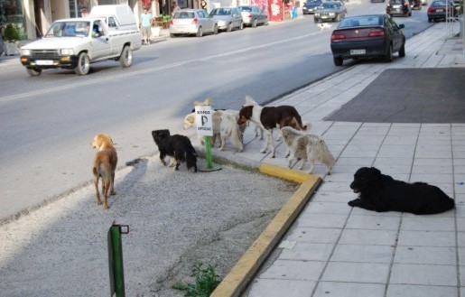 Μαζεύουν τα αδέσποτα ζώα από το κέντρο της Θήβας