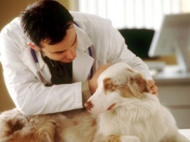 Προκηρύχτηκαν δύο θέσεις στο Κτηνιατρικό Εργαστήριο