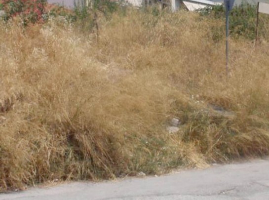 ΚΥΜΗ - ΑΛΙΒΕΡΙ: Υποχρεωμένοι οι κάτοικοι να καθαρίσουν τα οικόπεδα τους