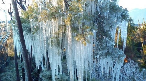 Σταλακτίτες σε φυτώριο!