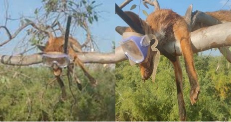 Δολοφόνησαν αλεπού με φρικτό τρόπο