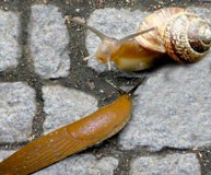 Τι είπε ο γυμνοσάλιαγκας