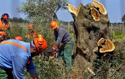 Καταστροφικό βακτήριο απειλεί ελαιόδενδρα και άλλα δένδρα και φυτά