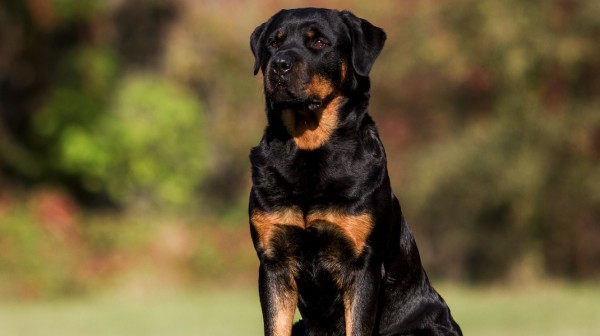 Ροτβάιλερ επιτέθηκε στον ιδιοκτήτη του και τον έστειλε στο νοσοκομείο - Αστυνομικός πυροβόλησε τον σκύλο (VIDEO)