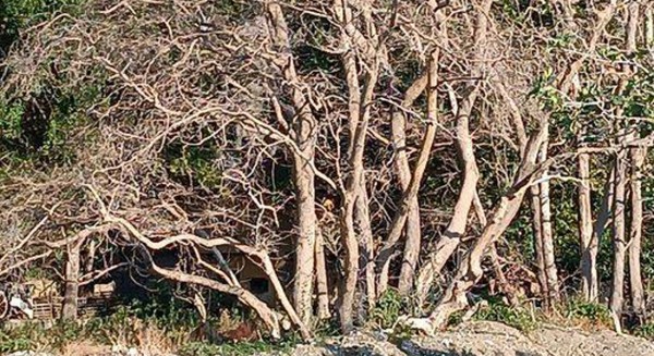 Ξεραίνονται τα πλατάνια στο Ψαροπούλι