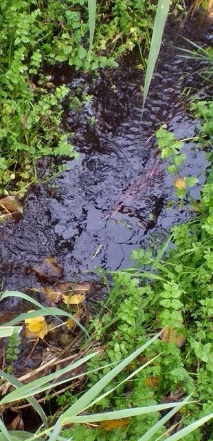 ΓΥΜΝΟ ΑΜΑΡΥΝΘΟΥ: Περιβαλλοντική καταστροφή από λιοτρίβι