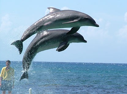 Κερδίζουν και τους τουρίστες τα ΔΕΛΦΙΝΙΑ