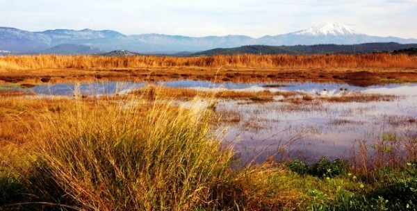 Μάζεψαν βότανα στον Κολοβρέχτη την Κυριακή των Βαΐων