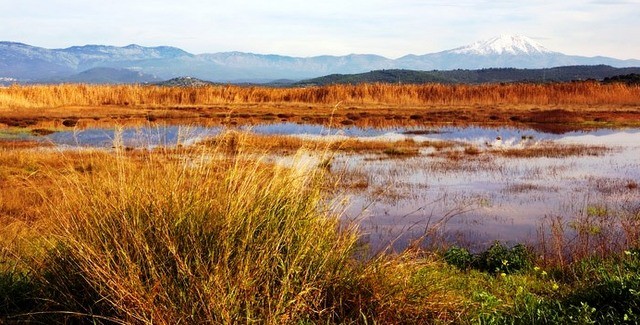 Μάζεψαν βότανα στον Κολοβρέχτη την Κυριακή των Βαΐων