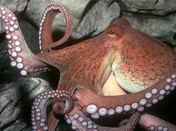 Το χταπόδι έστειλε τη Ρεάλ στον τελικό του Champions League