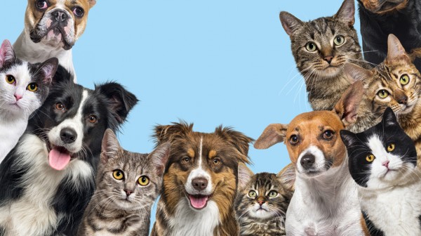 Μα πού είναι οι γάτες;!