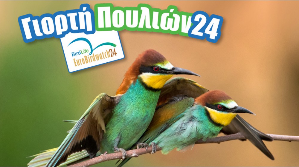 ΧΑΛΚΙΔΑ: Γιορτή πουλιών στους υγροτόπους της Αυλίδας