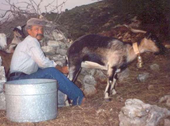 Αρμέγουν κατσίκα και φτιάχνουν ρυζόγαλο επί τόπου στο Αυλωνάρι