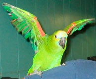 Ο κλέφτης και ο παπαγάλος