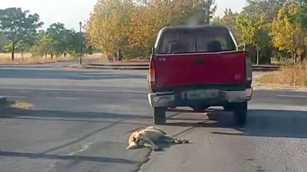 Συνελήφθη 84χρονος που έσερνε σκυλάκι δεμένο στο αγροτικό του