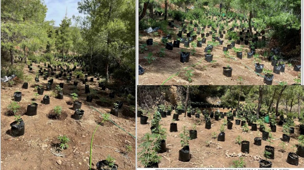 Χασισοφυτεία με 1.714 δενδρύλλια κάνναβης ανάμεσα στην Ασωπία και στο Κλειδί Βοιωτίας