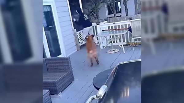 Γεννημένος φαρσέρ!