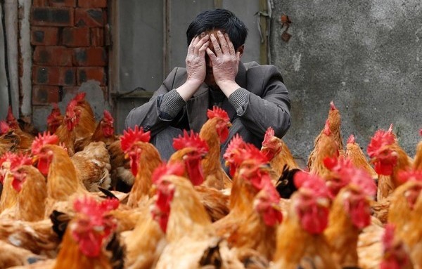 Πιέσεις για να μειωθεί η φορολογία των πτηνοτρόφων