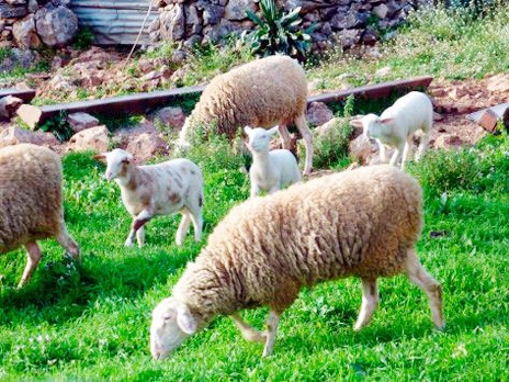 Ερέτρια: Πρόβατα έγιναν αιτία για μηνύσεις και συλλήψεις!