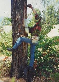 ΒΟΡΕΙΑ ΕΥΒΟΙΑ: Έκτακτη οικονομική ενίσχυση των ρητινοκαλλιεργητών των πυρόπληκτων περιοχών με 3,7 εκατ. ευρώ